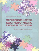 Микроскопия пунктата костного мозга: нужна помощь?