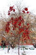 IMG_4368.JPG
