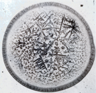 image_2023-08-01_10-59-24 (1).png